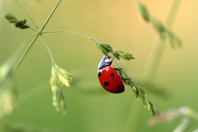 Ideas para Fotografías macro de insectos creativas